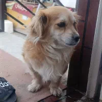 سلام دوستان واگزاری سگ مهربون
