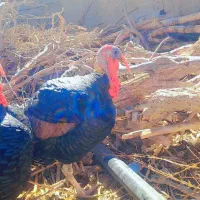 بوقلمون ۱ ساله نر|حیوانات مزرعه|خمک, |دیوار