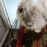 فروش خرگوش لوپ ماده با لوازم کامل|موش و خرگوش|تهران, دبستان|دیوار