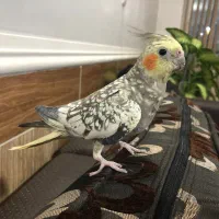 عروس هلندی|پرنده|شیراز, شهرک رضوان|دیوار
