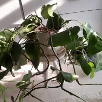 گل برگ انجیری پر برگ