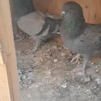 کفتر پرشی|پرنده|شهریار, اسد‌آباد|دیوار