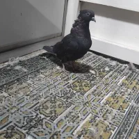 سه عدد کفتر سیاه دم سفید ماده|پرنده|نجفآباد, یزدانشهر|دیوار