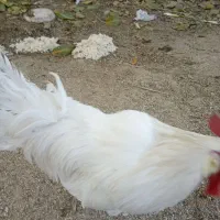 فروش 5عدد مرغ تخم گذار.یک عدد خروس.سه عدد بغلمون|حیوانات مزرعه|اشترینان, |دیوار