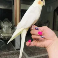 دوعدد عروس هلندی لوتینو  جفت  دستی