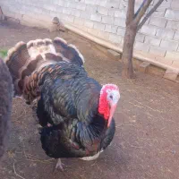 بوقلمون بوربن یک جفت نرو ماده  هم کرج  درشت سنگین