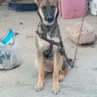 توله مالینیوز