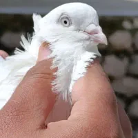 کبوتر