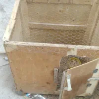 قفس مرغ و خروس|حیوانات مزرعه|بناب, |دیوار