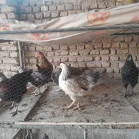 مرغ محلی|حیوانات مزرعه|پیشوا, |دیوار