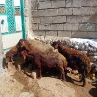 ۴عددگوسفند جوان سرحال بوغاز برای نگه داشتن|حیوانات مزرعه|اردبیل, |دیوار