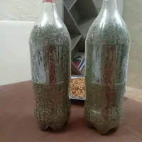 نعنا سبز خشک وتازه