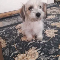 سگ سوپر فلت واگذار