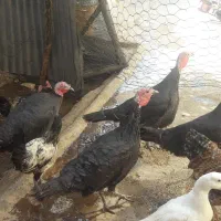 بوقلمون جوان سالم