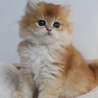 پیش فروش بریتیش|گربه|مشهد, سجاد شهر|دیوار