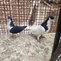 کبوتر رنگی و هفترنگ|پرنده|تاکستان, |دیوار