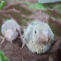 فروش جوجه گرینچیک
