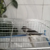 فروش قناری  ماده سفید طوسی اماده اماده. کشیده بلند