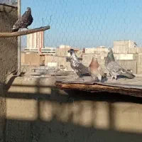 کبوتر