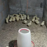 جوجه ماشینی