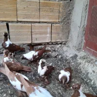 جوجه‌ ککیلی|پرنده|اردبیل, |دیوار