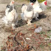 مرغ خروس برهما