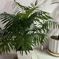 گل و گلدان بسیار زیبا