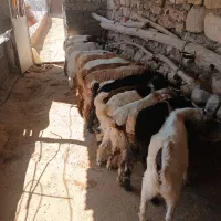 بزغاله