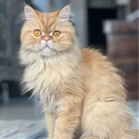 گربه پرشین گارفیلدی