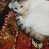 گربه ناز و مهربان|گربه|اردبیل, |دیوار