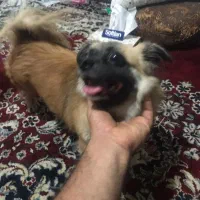 گم شده|حیوانات|بندر دیر, |دیوار