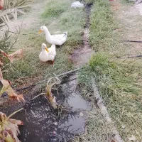 بخش توکهور