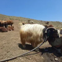 چوپان جهت نگهداری گله
