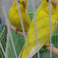 مرغ عشق هلندی