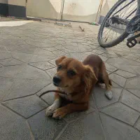 سگ پاکوتاه