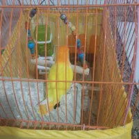 طوطی برزیلی اوپال