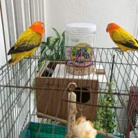 طوطی برزیلی (کوتوله) رخ هلویی