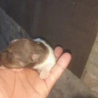 سگپاکوتاهپشمالو|سگ|خان ببین, |دیوار