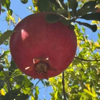 فروش انار درجه 1