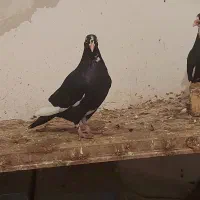 تعدادی کفتر پلنگ|پرنده|چترود, |دیوار