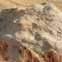 فروش کاه گندم دیمی