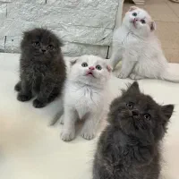 گربه اسکاتیش