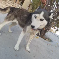 هاسکی اصیل، سالم و بسیار سرحال یا