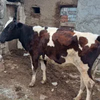 گاو دورگ