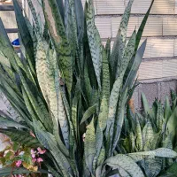 گل سانسوریا در ابعاد وقیمت های مختلف