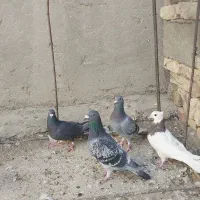 چند عدد پرنده