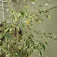 جنوبی_فرهنگیان_سند تک برگ