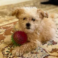 پودل ماده|سگ|رشت, آب آسیاب|دیوار