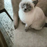 گربه بلو پوینت