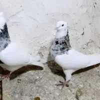 کبوتر طوقی شازه ابی